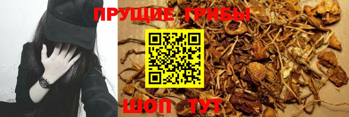 Псилоцибиновые грибы Psilocybe Кунгур